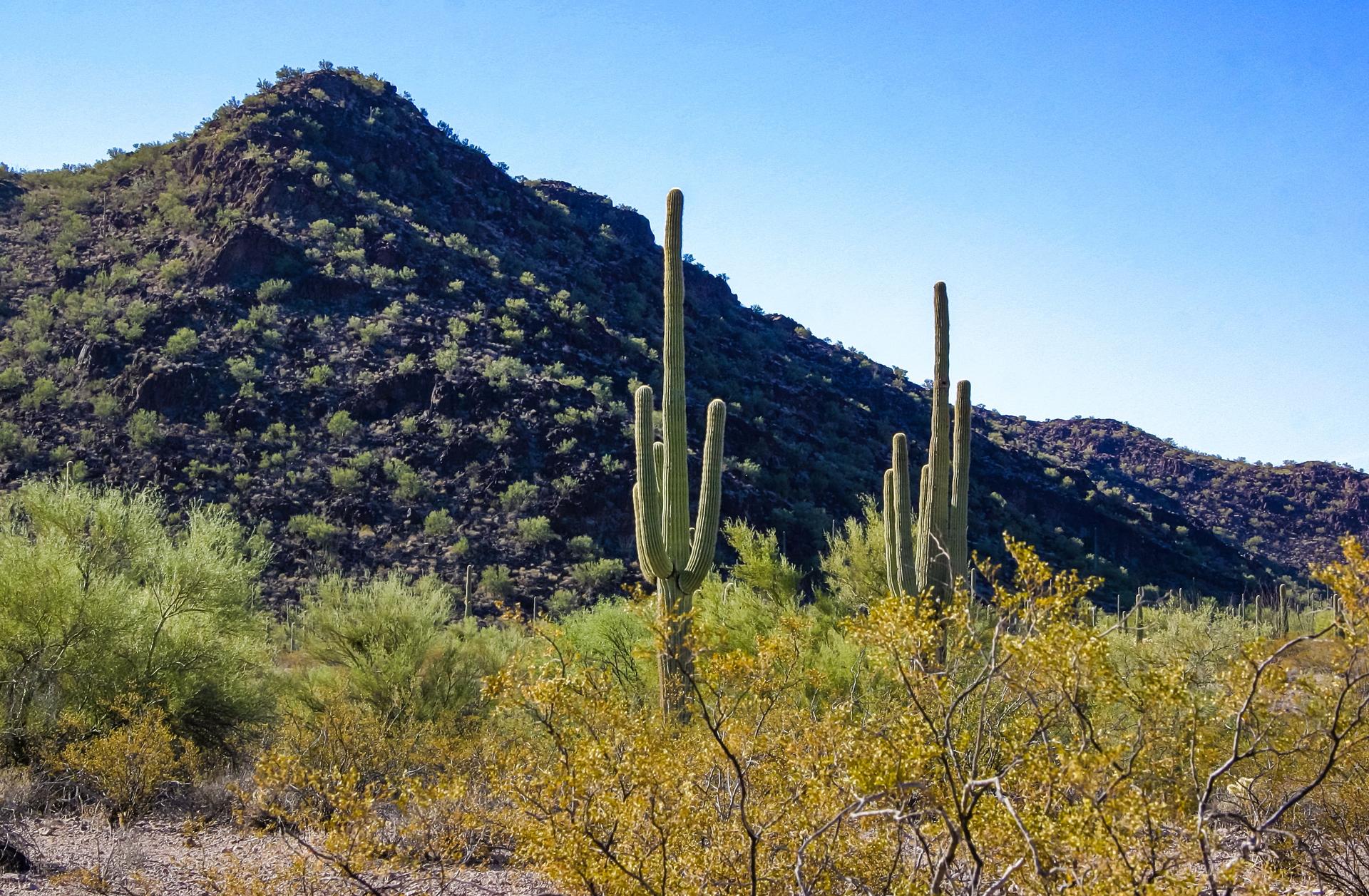 cactus trees in a desert area