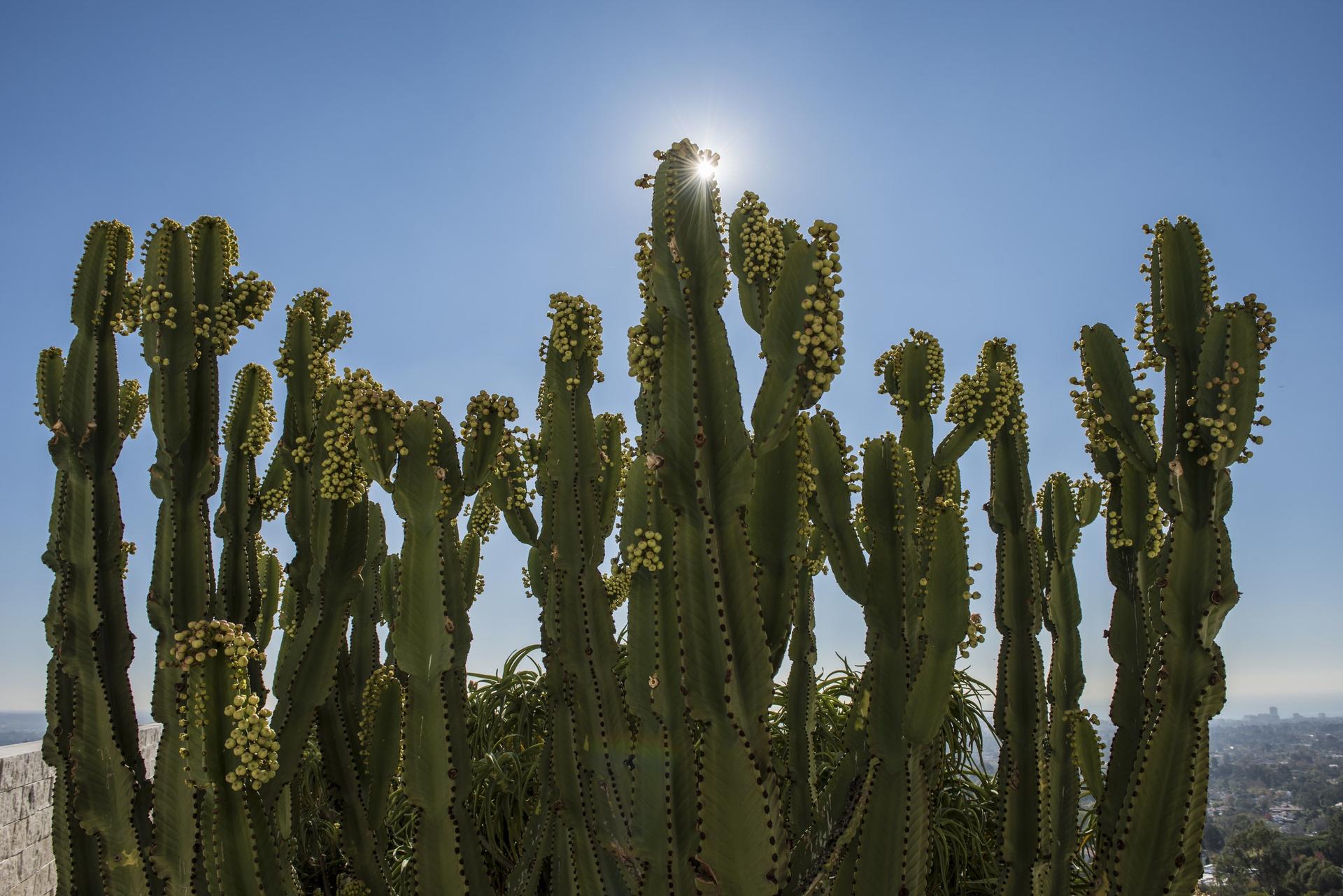 cactus in the desert