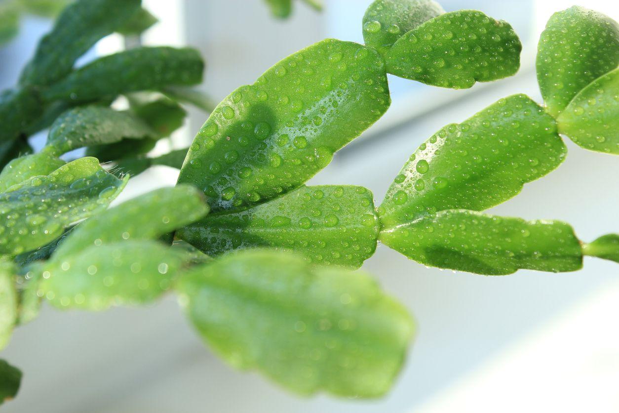 Close-up picture of Christmas cactus stems