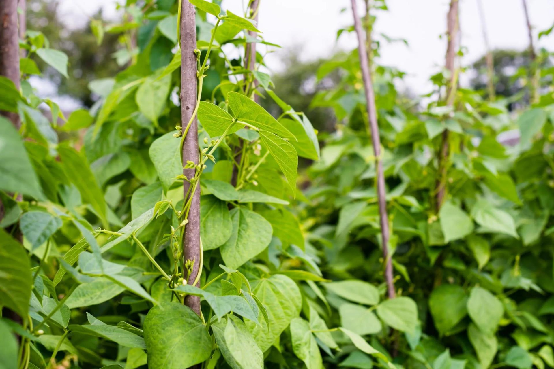 Green Bean Vine Climbing up a Pole