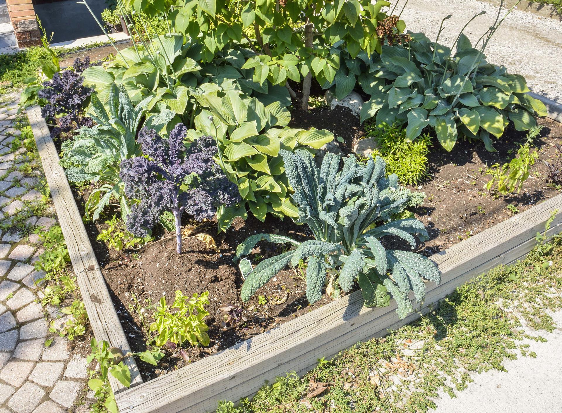 Kale with Companion Plants
