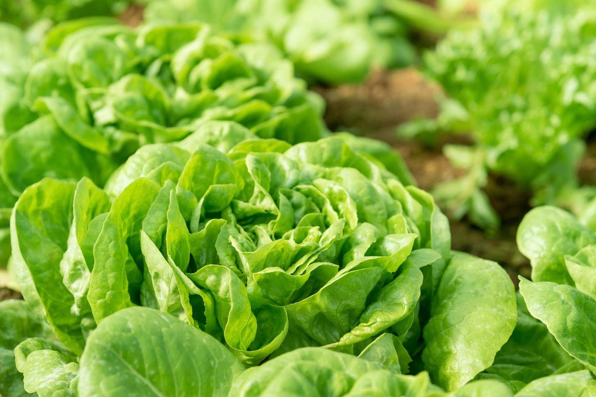 Lettuce in the Garden