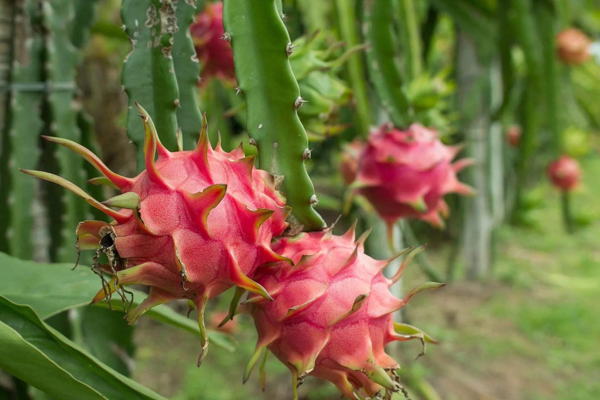 Dragon Fruit Dark Star Vine Plant Pitaya Hylocereus For Sale