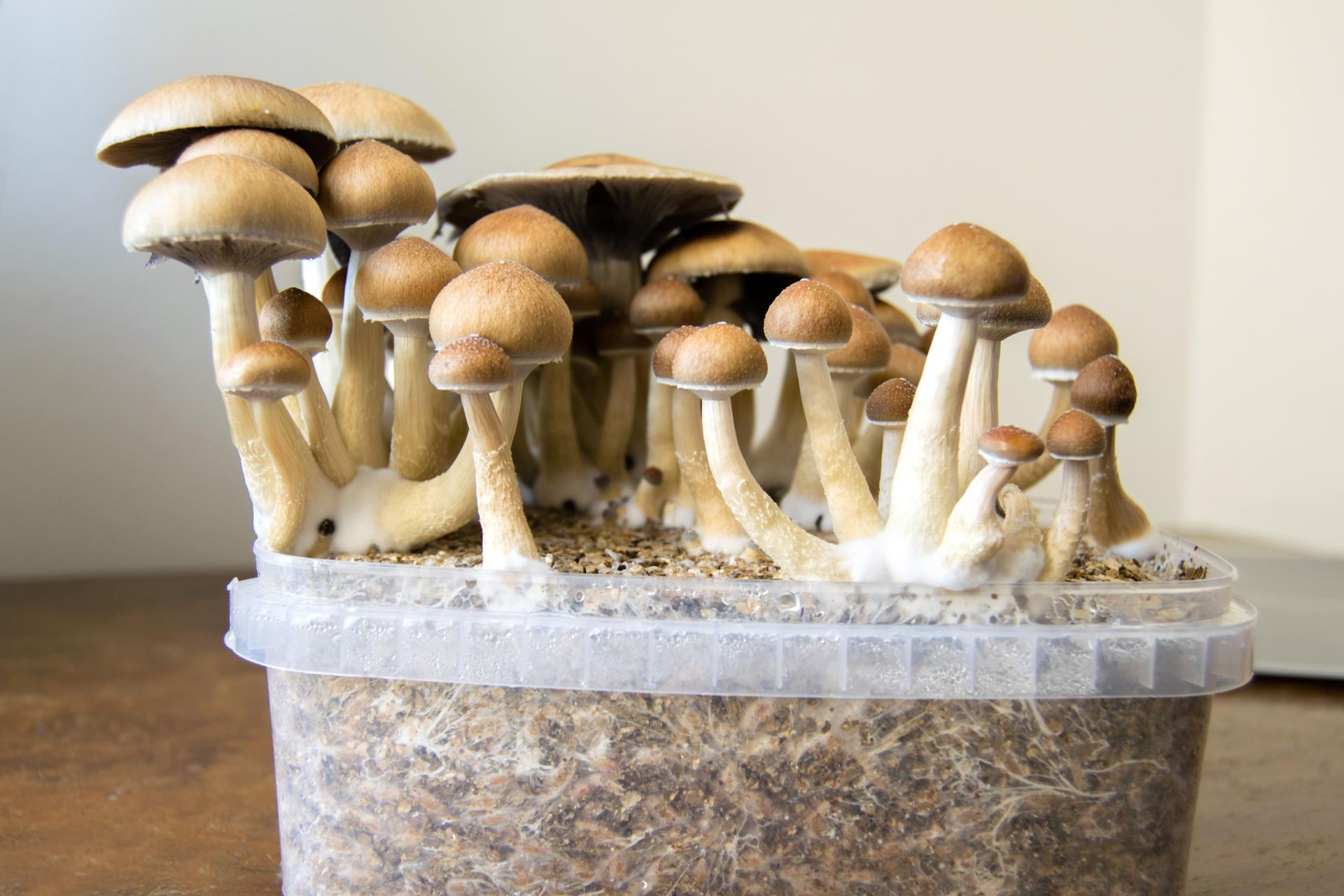 Growing Psilocybe Shrooms at Home