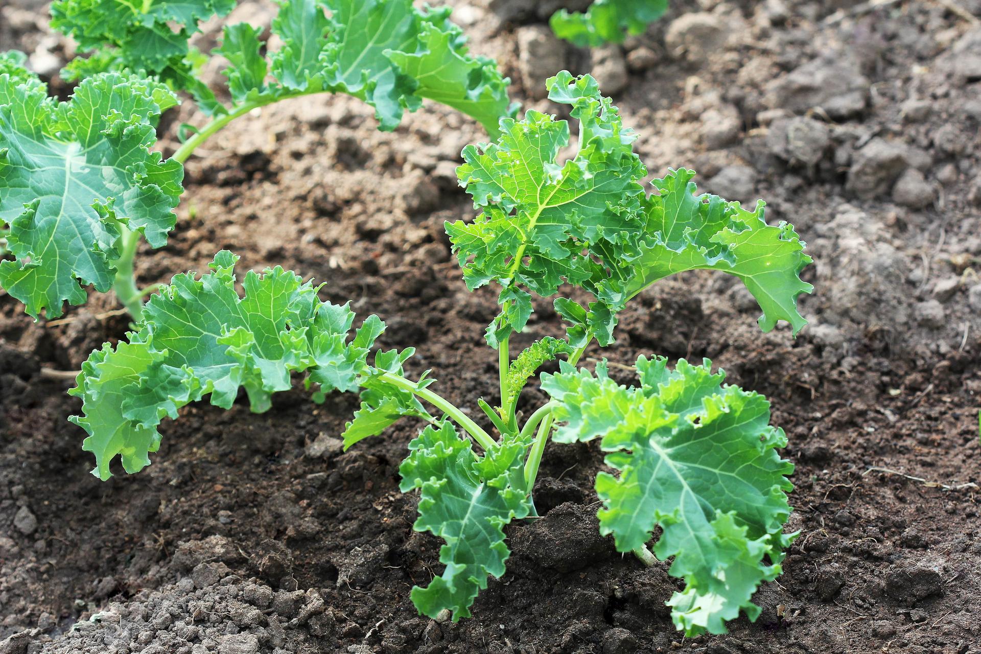 Young Kale Plant