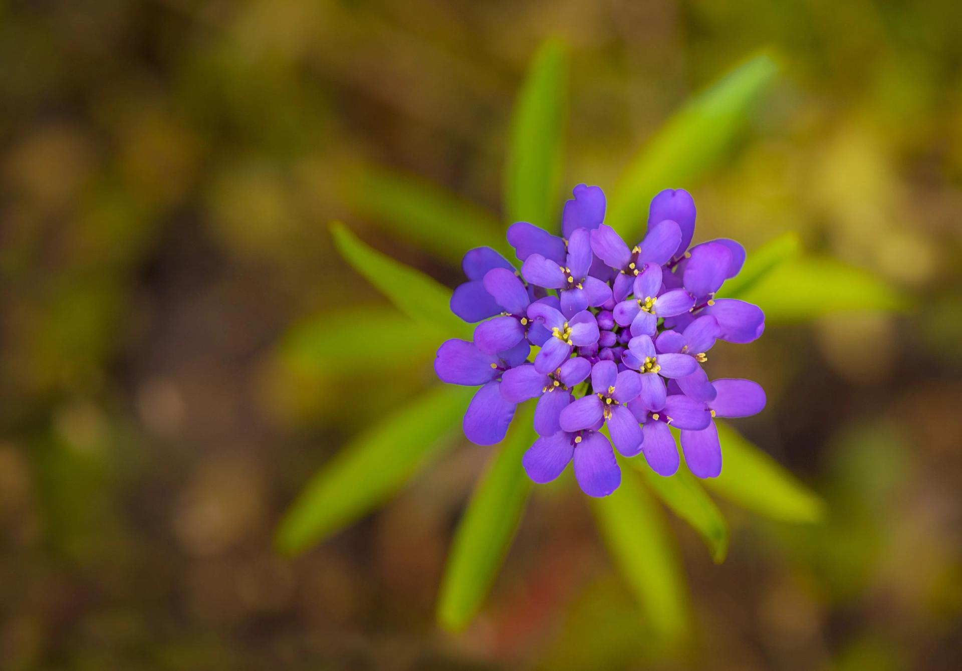 25+ AllYearRound Plants To Enjoy Throughout Every Season (In & Outdoor)