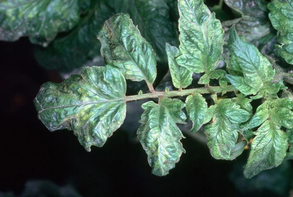 Disease image