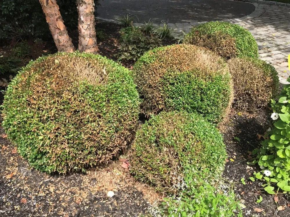 Boxwood blight sale