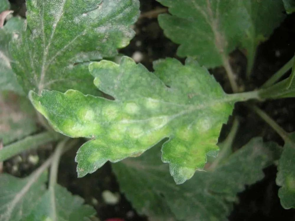 Disease image