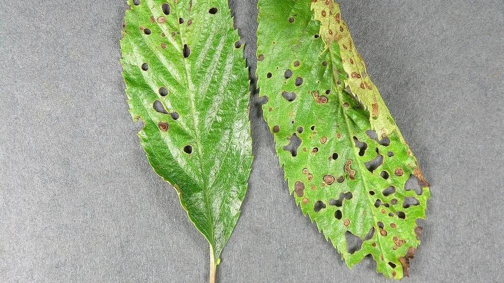 Disease image