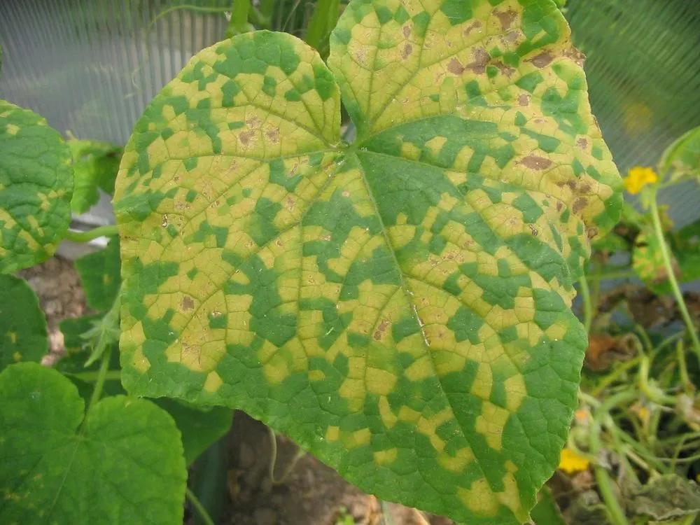 Disease image