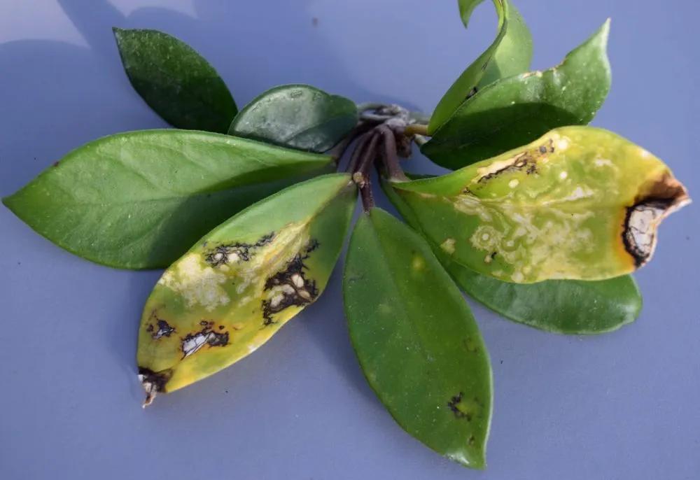 Disease image