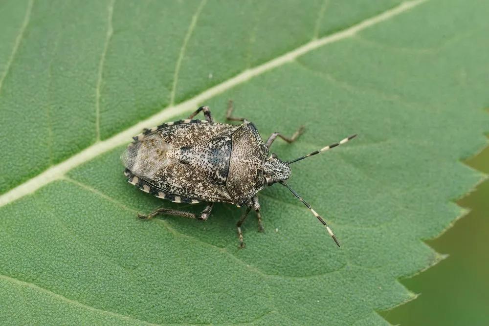 Shield Bugs