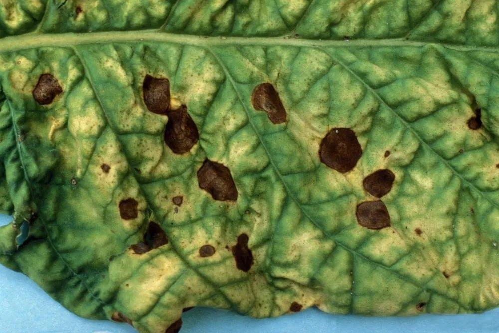 Disease image