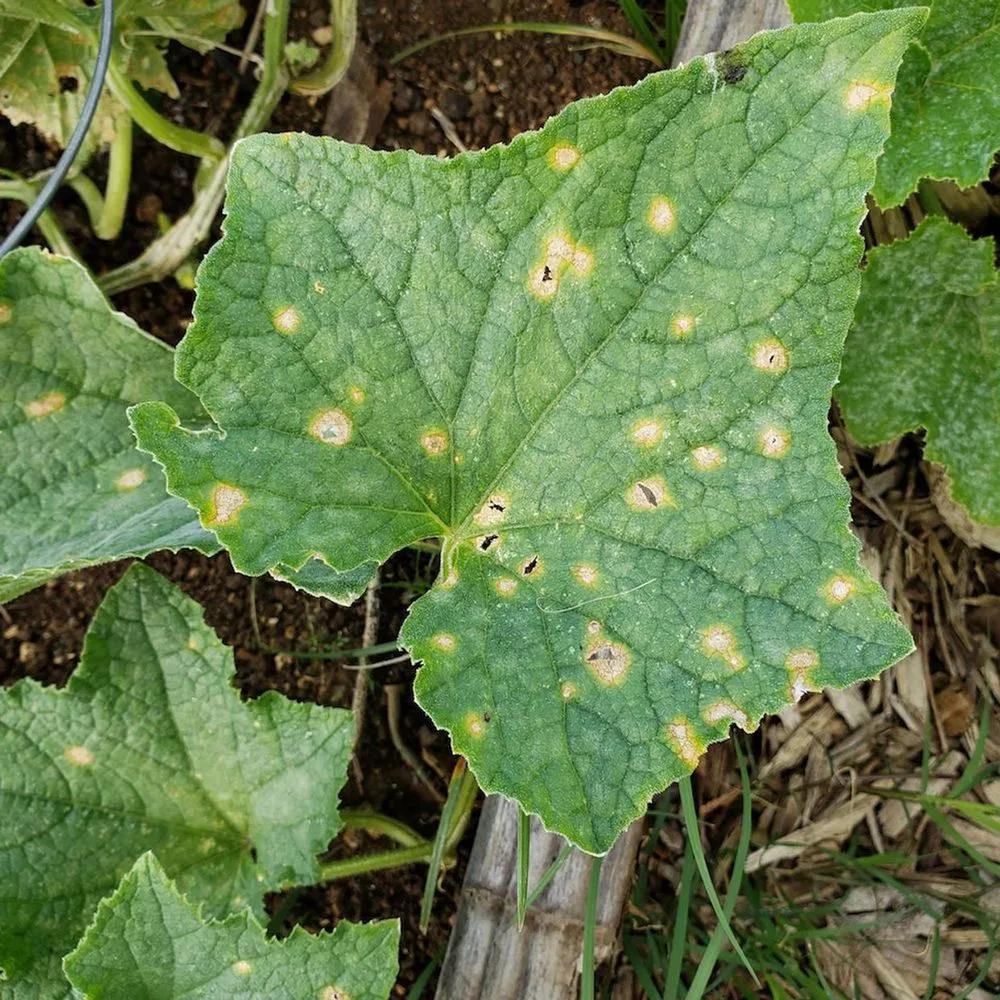 Disease image