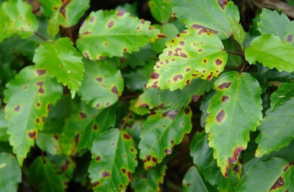 Disease image