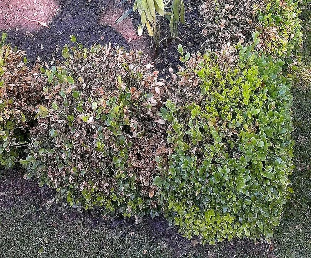 Boxwood Blight Treatment > Identify, Control & Prevention Tips