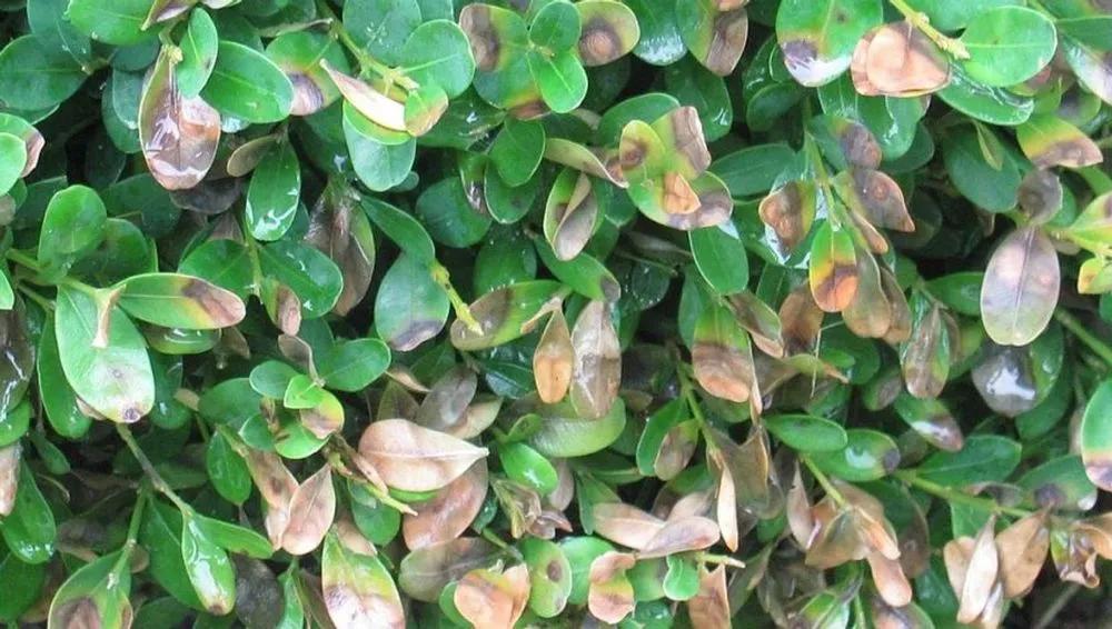 Boxwood Blight Treatment > Identify, Control & Prevention Tips