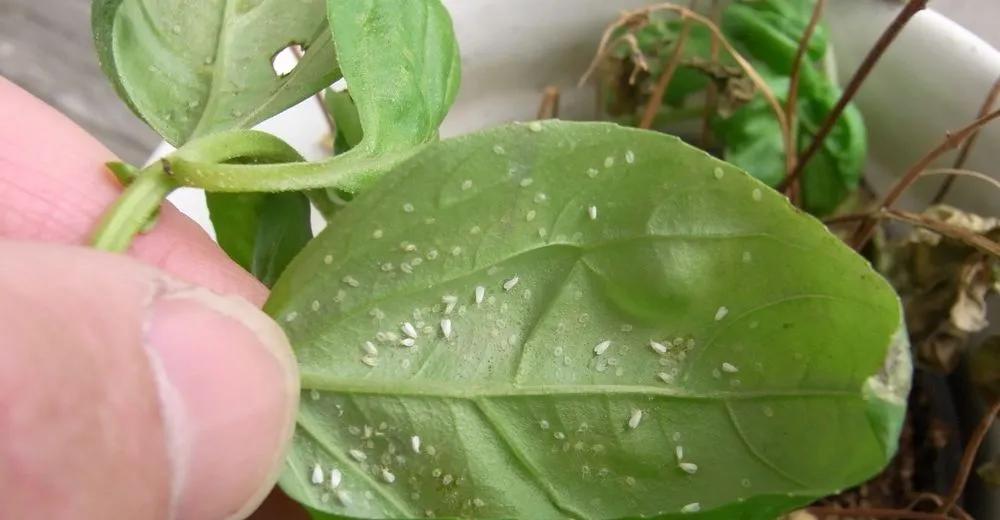 houseplant-thrips-identify-control-disease-prevention-tips
