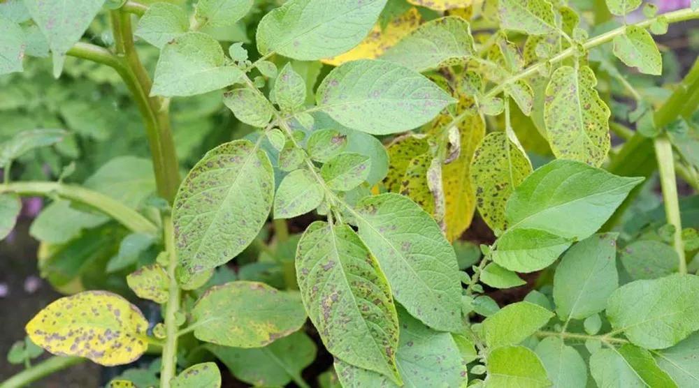 Phytophthora Treatment > Identify, Control & Disease Prevention Tips