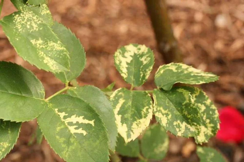 Disease image