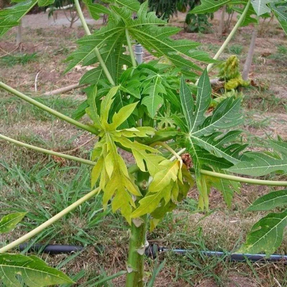 Phytoplasma Disease in Plants > Identify, Control & Prevention Tips