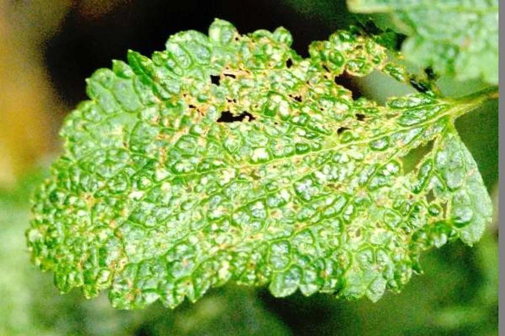 Disease image