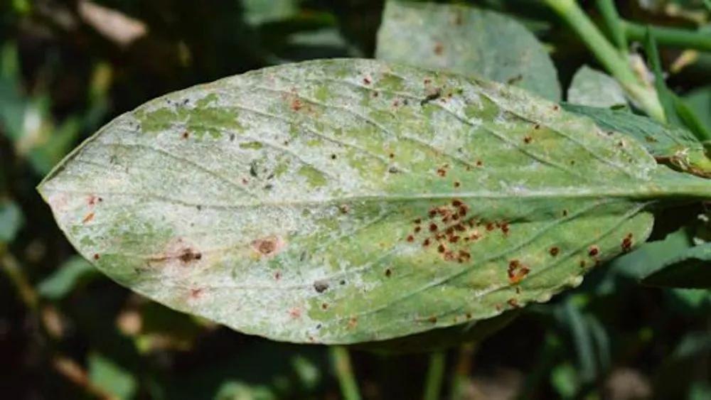 Disease image