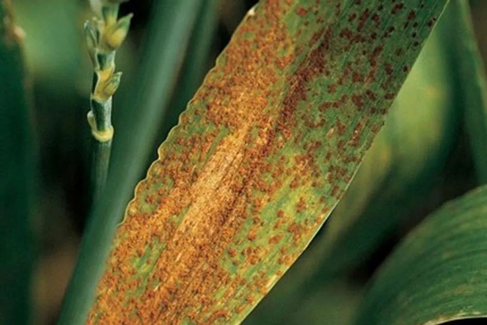 Disease image