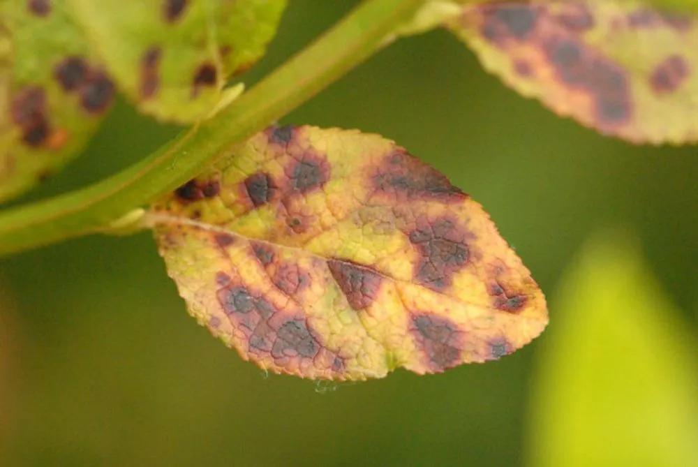 Disease image