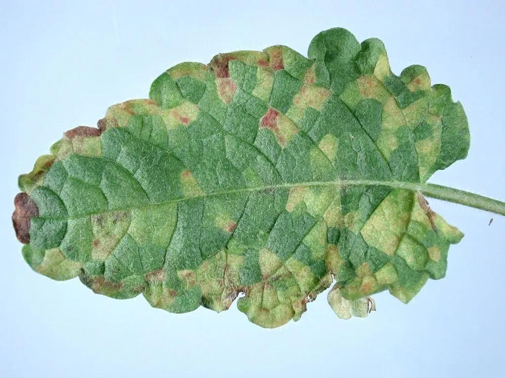 Disease image