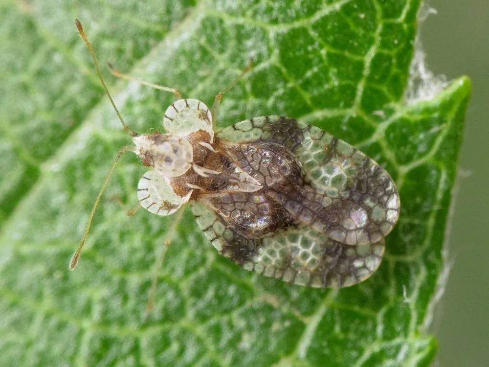 Disease image