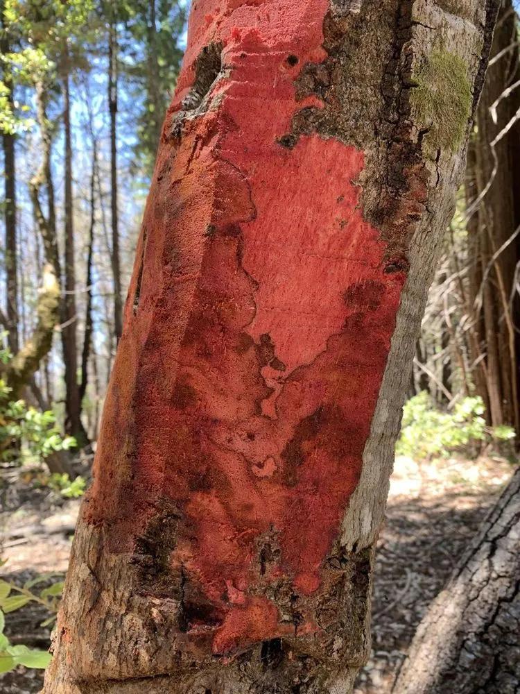 sudden oak death bleeding