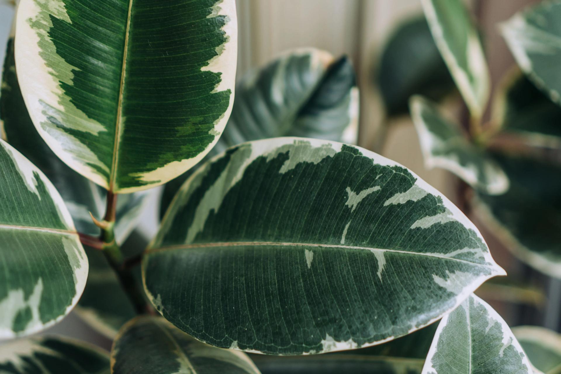 What Does 'Variegated' Foliage Mean?