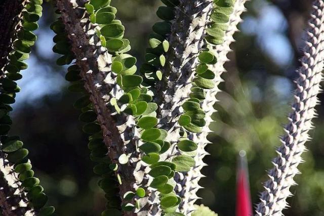 Madagascar Ocotillo