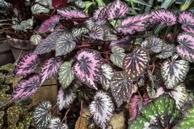 Painted-leaf Begonia