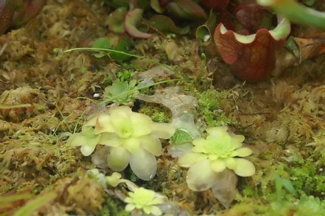 Butterwort