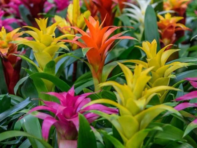 Bromeliad guzmania
