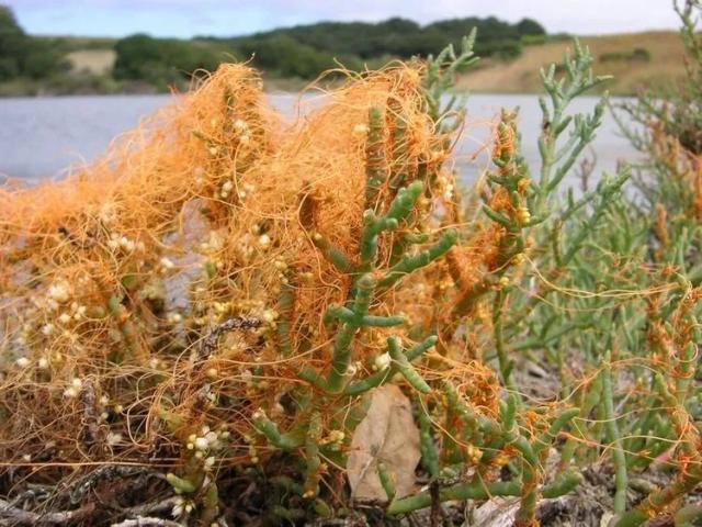 Saltmarsh Dodder