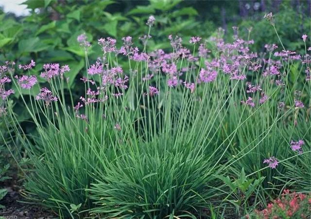 Tulbaghia violacea toxic to dogs outlet