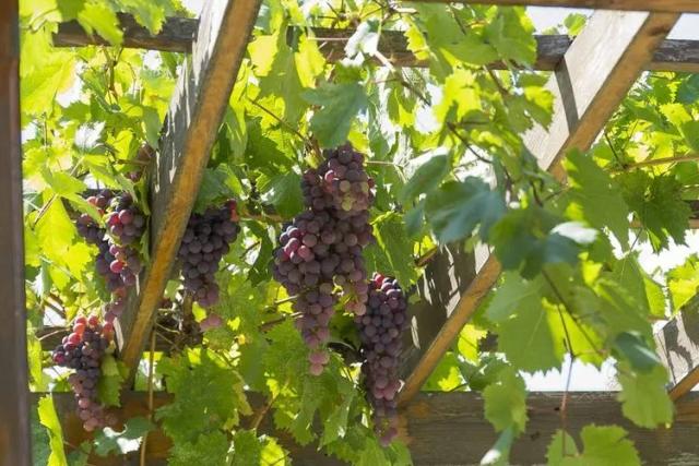 European Grape