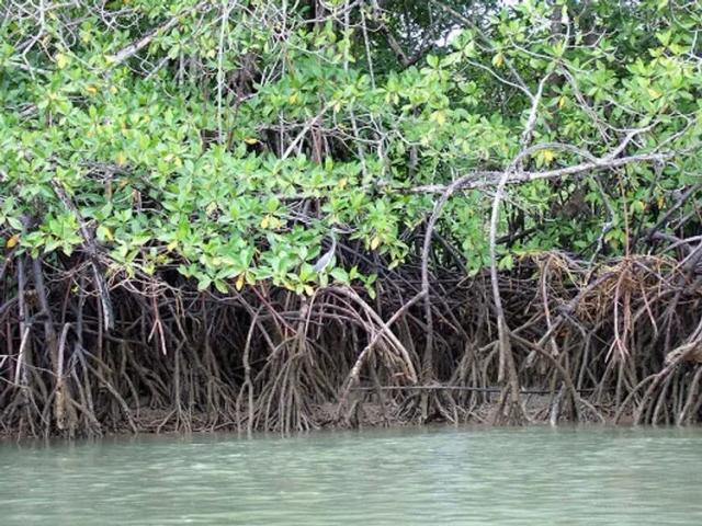 Red Mangrove