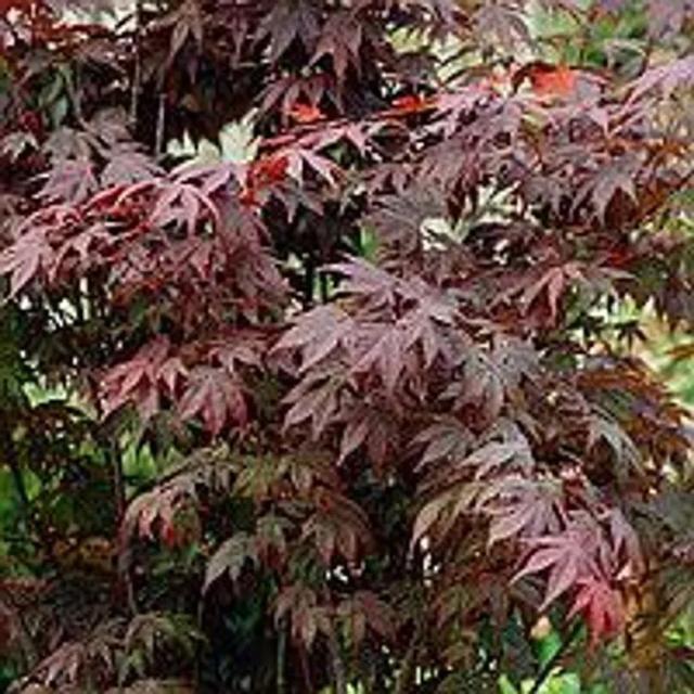 Maple Maksimovich