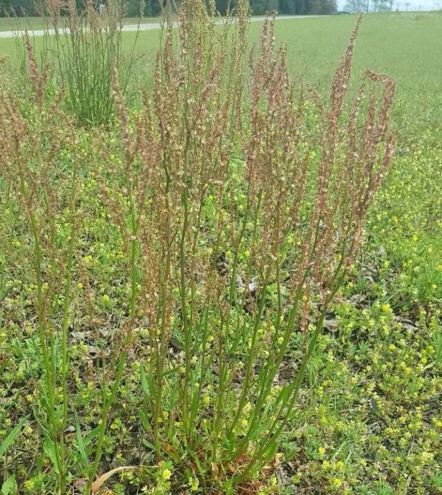 Sheep'S Sorrel