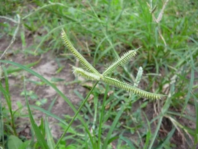 Crowfoot Grass