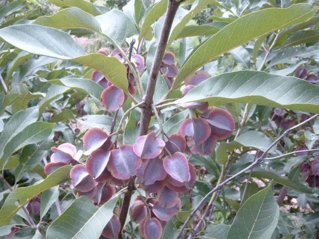 Combretum Collinum