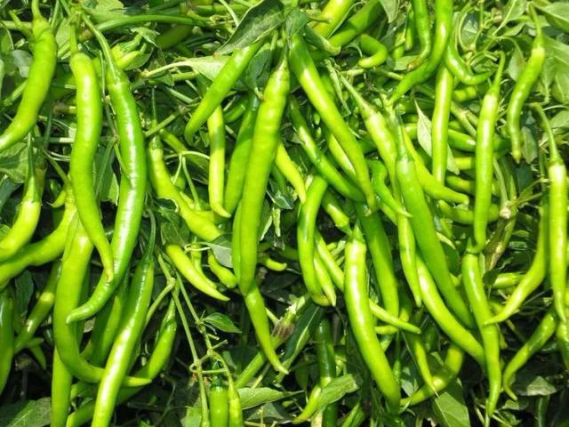 Green Chillie