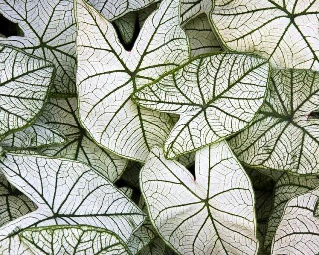 Allure Caladium