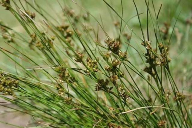 Juncus Tenuis