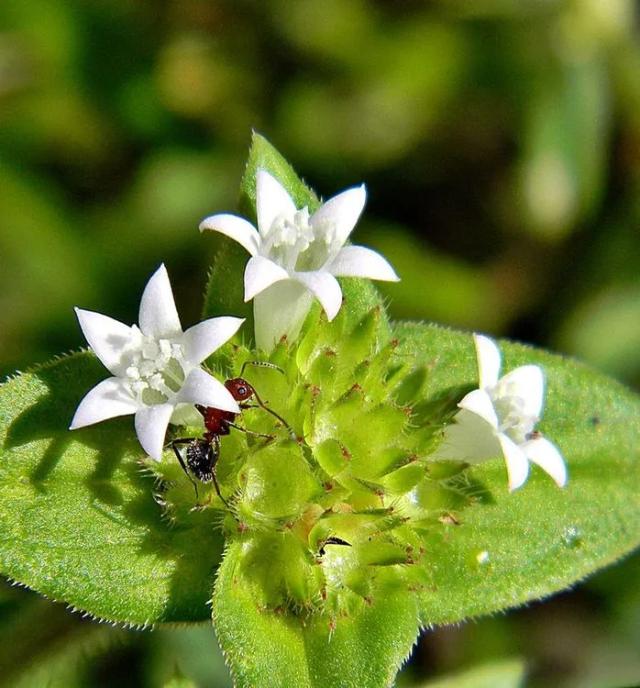 Mexican-clover